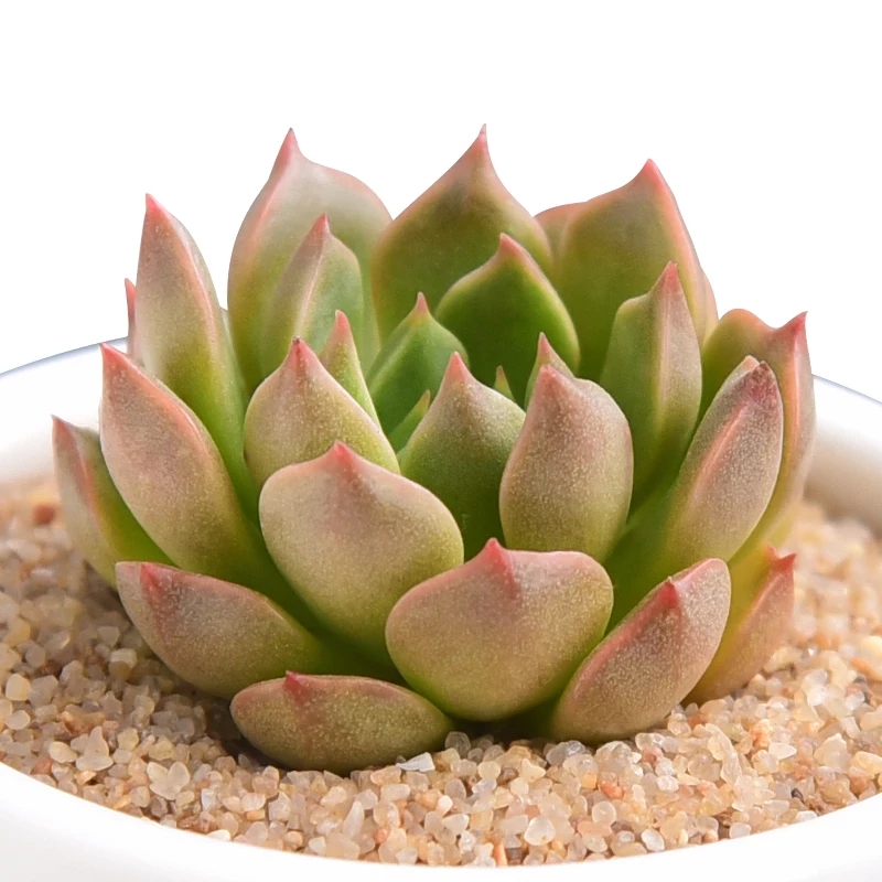 基地綠植類辦公場所室內綠植，多肉植物齊全均可選擇